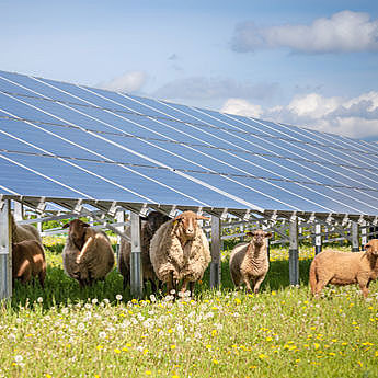 Schafe die unter Solarpanelen stehen